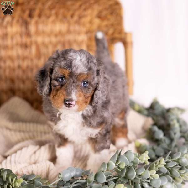 Caroline, Mini Bernedoodle Puppy